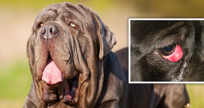 Brachycephalic dogs seven times more likely to get cherry eye